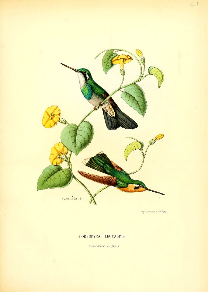 Oreopyra leucaspis = Lampornis castaneiventris castaneiventris[1]