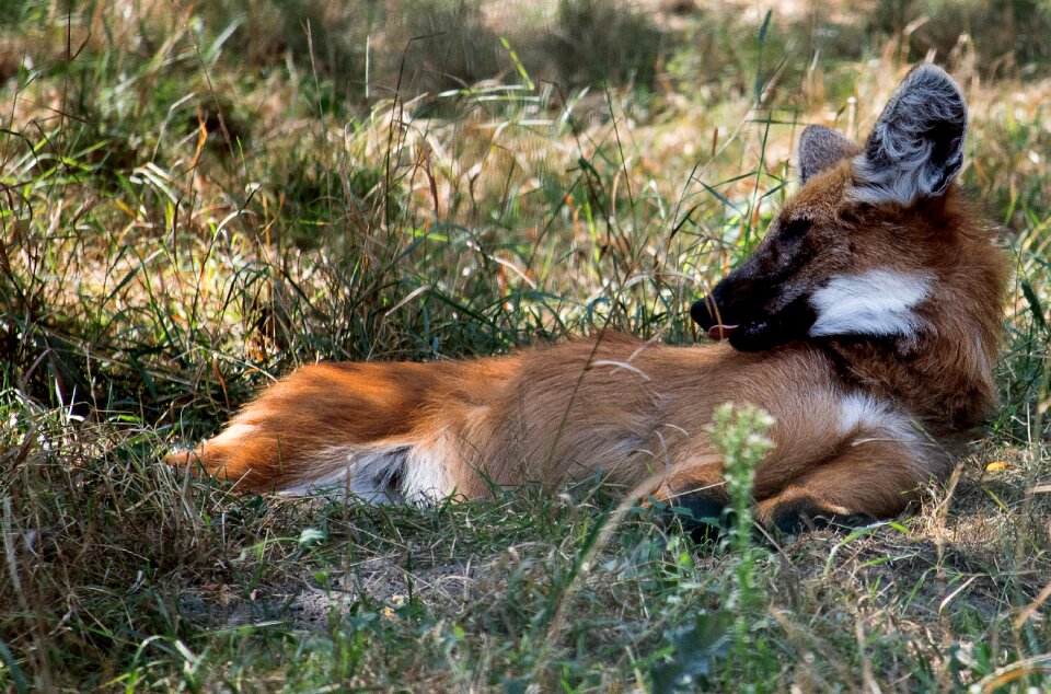Animal animal world nature