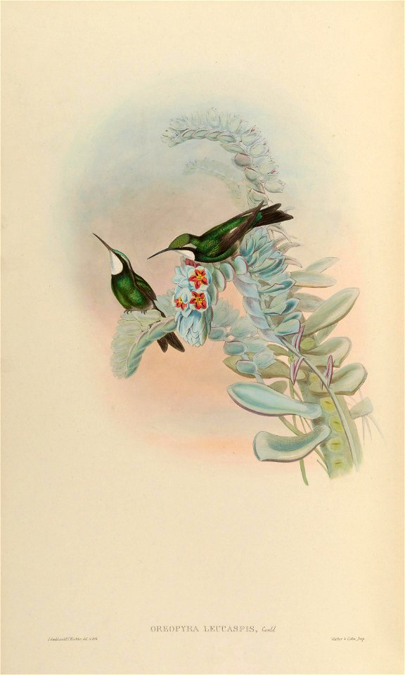 Oreopyra leucaspis = Lampornis castaneoventris [1]