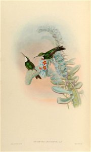 Oreopyra leucaspis = Lampornis castaneoventris [1]