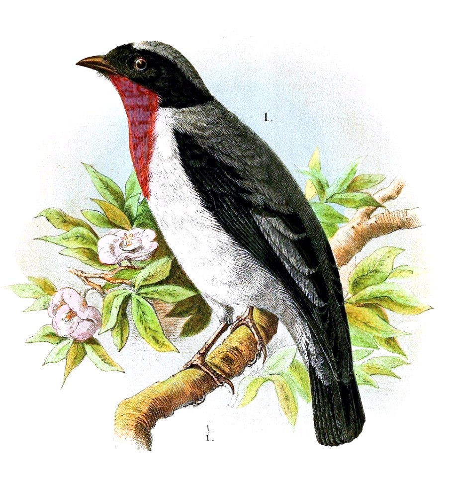 Deutsch:  « Nemosia rourei » = Nemosia rourei (Rubinkehltangare)English:  « Nemosia rourei » = Nemosia rourei (Cherry-throated tanager)Français : 