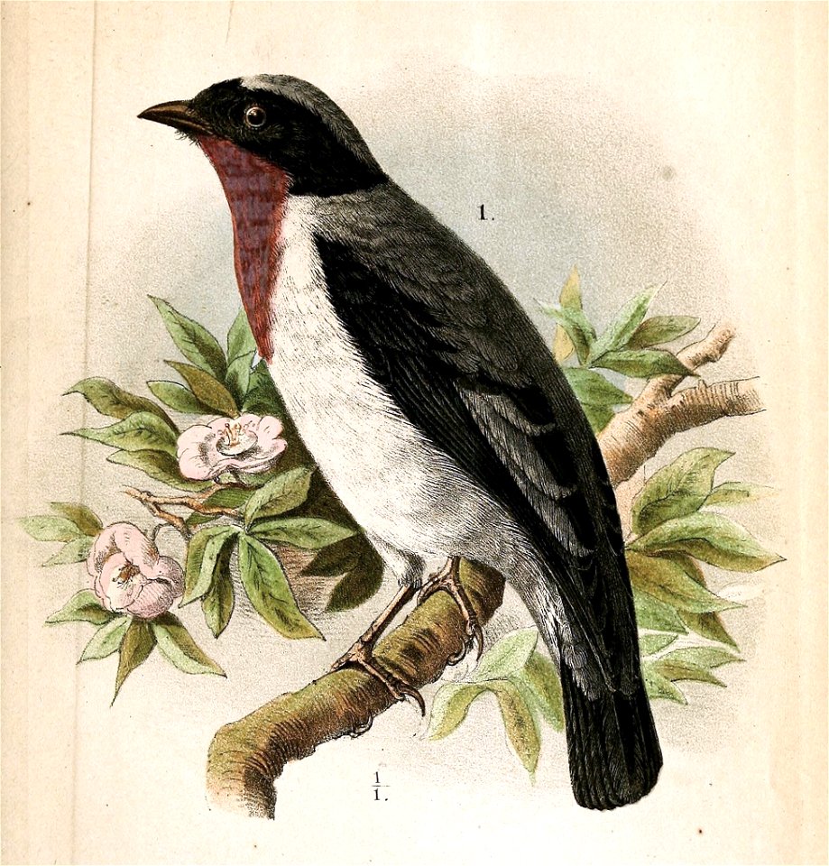 Deutsch:  « Nemosia rourei » = Nemosia rourei (Rubinkehltangare)English:  « Nemosia rourei » = Nemosia rourei (Cherry-throated tanager)Français : 
