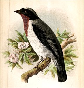 Deutsch:  « Nemosia rourei » = Nemosia rourei (Rubinkehltangare)English:  « Nemosia rourei » = Nemosia rourei (Cherry-throated tanager)Français : 