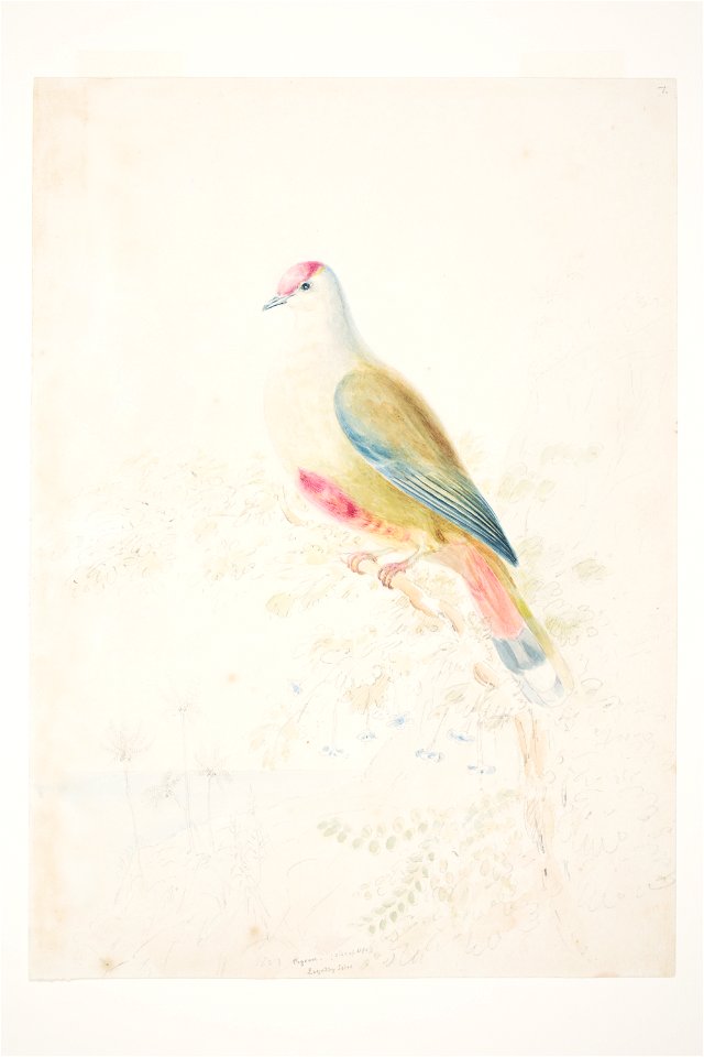 Pigeon (size of life) Loyalty Isles by Charles Heaphy