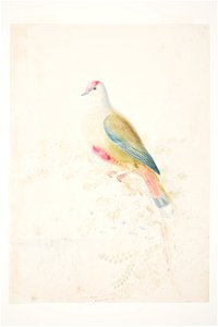 Pigeon (size of life) Loyalty Isles by Charles Heaphy