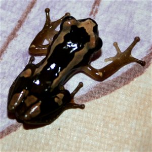 Afrixalus Dorsalis