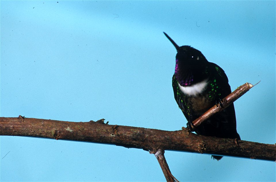 Amethyst-throated Sunangel (Heliangelus amethysticollis) from the NBII Image Gallery. A male photographed at Cordillera del Cóndor, Ecuador.
