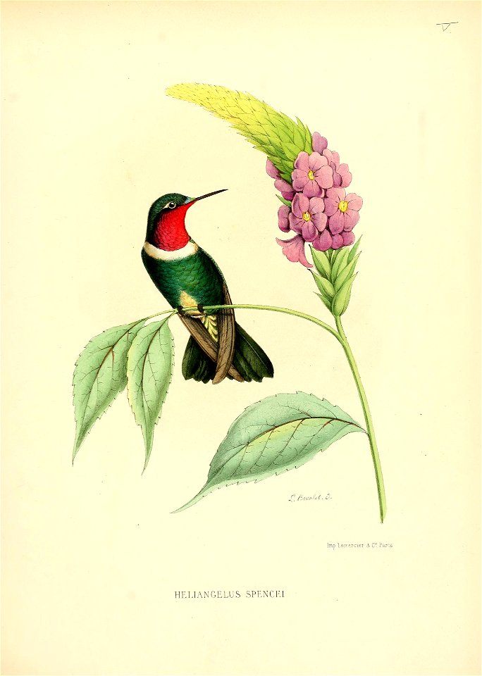 Heliangelus spencei = Heliangelus amethysticollis spencei