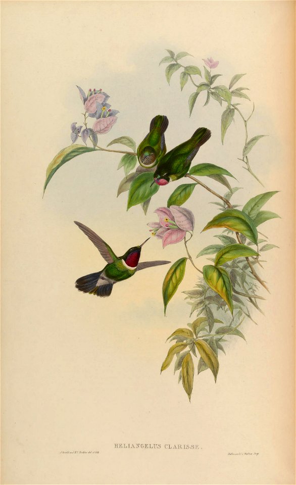 Heliangelus clarissae = Heliangelus amethysticollis clarisse [1]