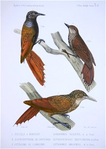 Olivaceous Woodcreeper (above left) - Wedge-billed Woodcreeper (above right) - Striped Woodcreeper (below)