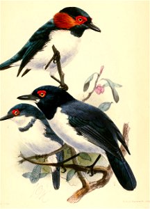 English:  « Diaphorophia peltata » = Platysteira peltata (Black-throated Wattle-eye)Français :  « Diaphorophia peltata » = Platysteira peltata (Pririt à go