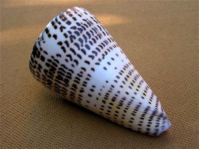 Conus leopardus (Röding, 1798) ; the Philippines