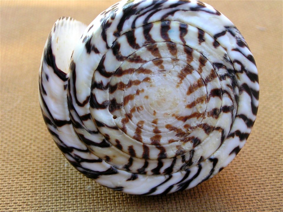 Conus leopardus (Röding, 1798) ; the Philippines