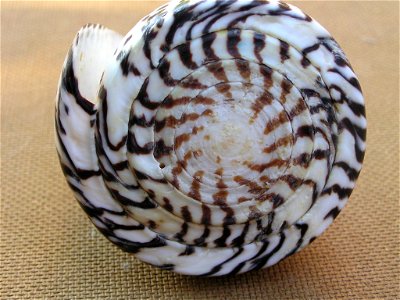 Conus leopardus (Röding, 1798) ; the Philippines