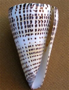 Conus leopardus (Röding, 1798) ; the Philippines