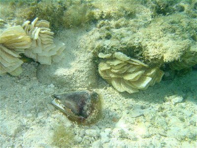 Leopard cone shell (Conus leopardus) with polygonal egg casings. Northwest Hawaiian Islands. photo