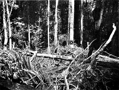 A photo of survey area in 
The Haunt of the Rufous Scrub-Bird (Atrichornis rufescens, Ramsay).

By Sidney Wm. Jackson,