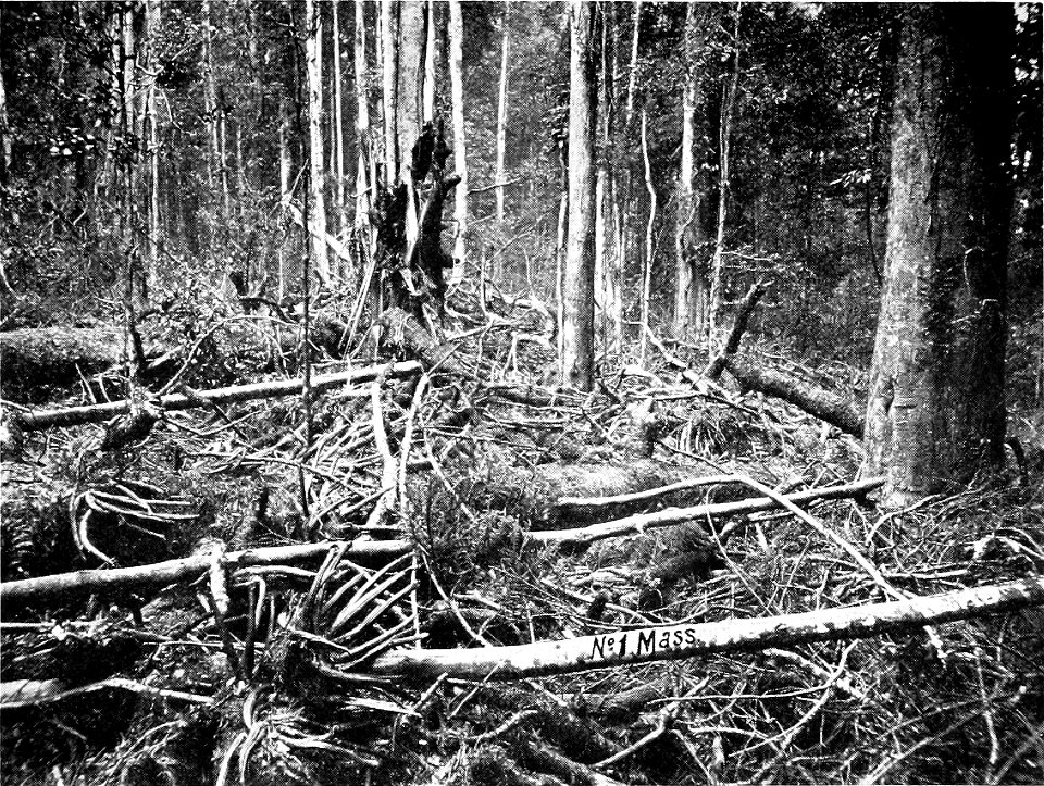 A photo of survey area in 
The Haunt of the Rufous Scrub-Bird (Atrichornis rufescens, Ramsay).

By Sidney Wm. Jackson,