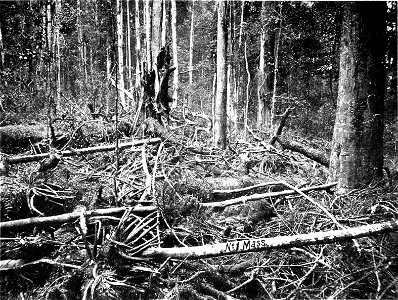 A photo of survey area in 
The Haunt of the Rufous Scrub-Bird (Atrichornis rufescens, Ramsay).

By Sidney Wm. Jackson,