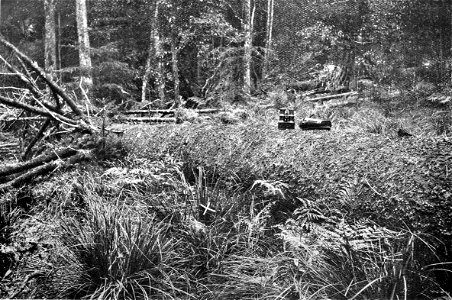 Removed captions states "Site where Atrichornis Nest was found (16/10/10).

(Nest below white cross.)"