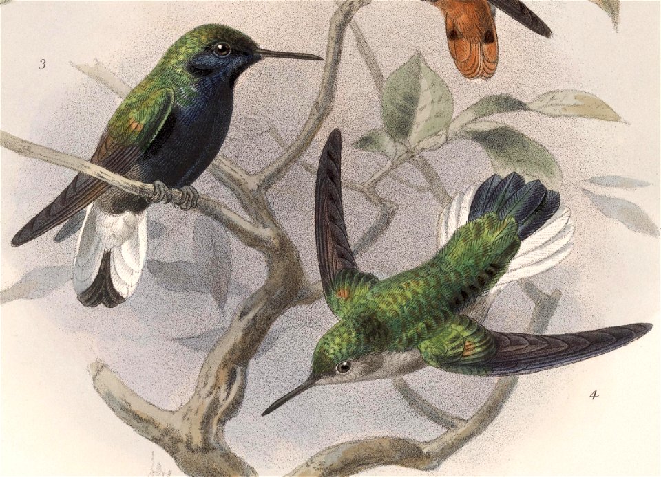 English:  « Eupherusa nigriventris » = Eupherusa nigriventris (Black-bellied Hummingbird) - male and femaleFrançais :  « Eupherusa nigriventris » = Eupheru