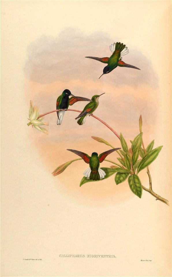 Callipharus nigriventris = Eupherusa nigriventris [1]