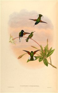 Callipharus nigriventris = Eupherusa nigriventris [1]