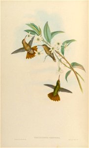 Chrysuronia chrysura = Hylocharis chrysura[1]