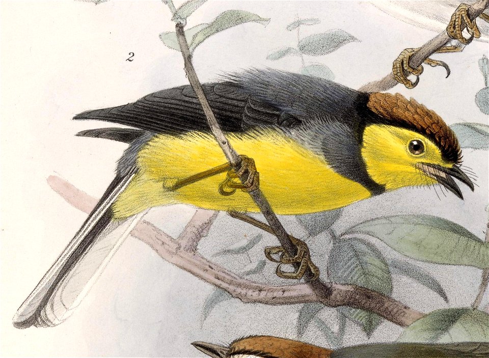 English:  « Dendroeca torquata » = Myioborus torquatus (Collared Redstart)Français :  « Dendroeca torquata » = Myioborus torquatus (Paruline ceinturée)