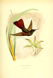 Metallura jelskii = Metallura phoebe [1]