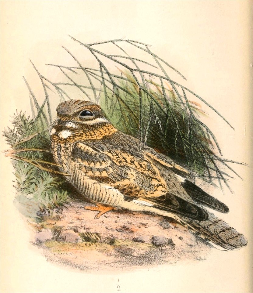 English:  « Caprimulgus tamaricis » = Caprimulgus nubicus tamaricis (Subspecies of Nubian Nightjar)Français :  « Caprimulgus tamaricis » = Caprimulgus nubi