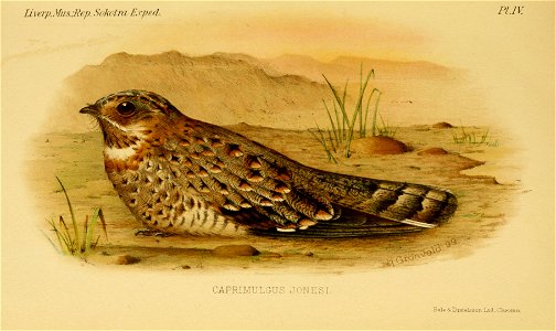 Caprimulgus (nubicus) jonesi from The Natural History of Sokotra and Abd-el-Kuri