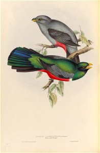 Trogon melanurus - A monograph of the Trogonidae, or family of trogons