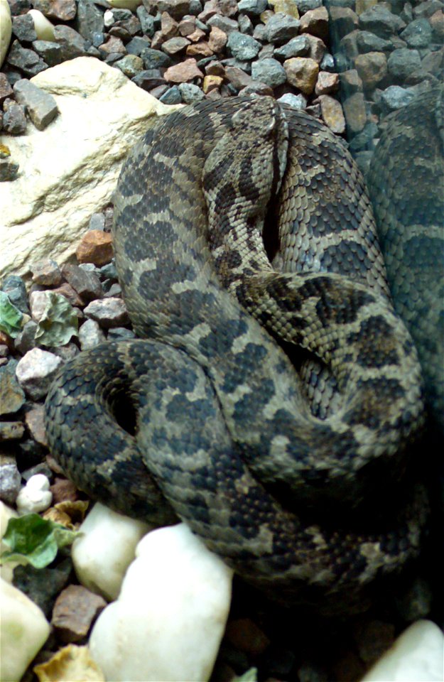 Bolkar Viper (Montivipera bulgardaghica)