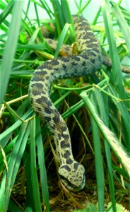 Bulgardagh viper or sometimes called a Bolkar Viper (Vipera bulgardaghica or Montivipera bulgardaghica)