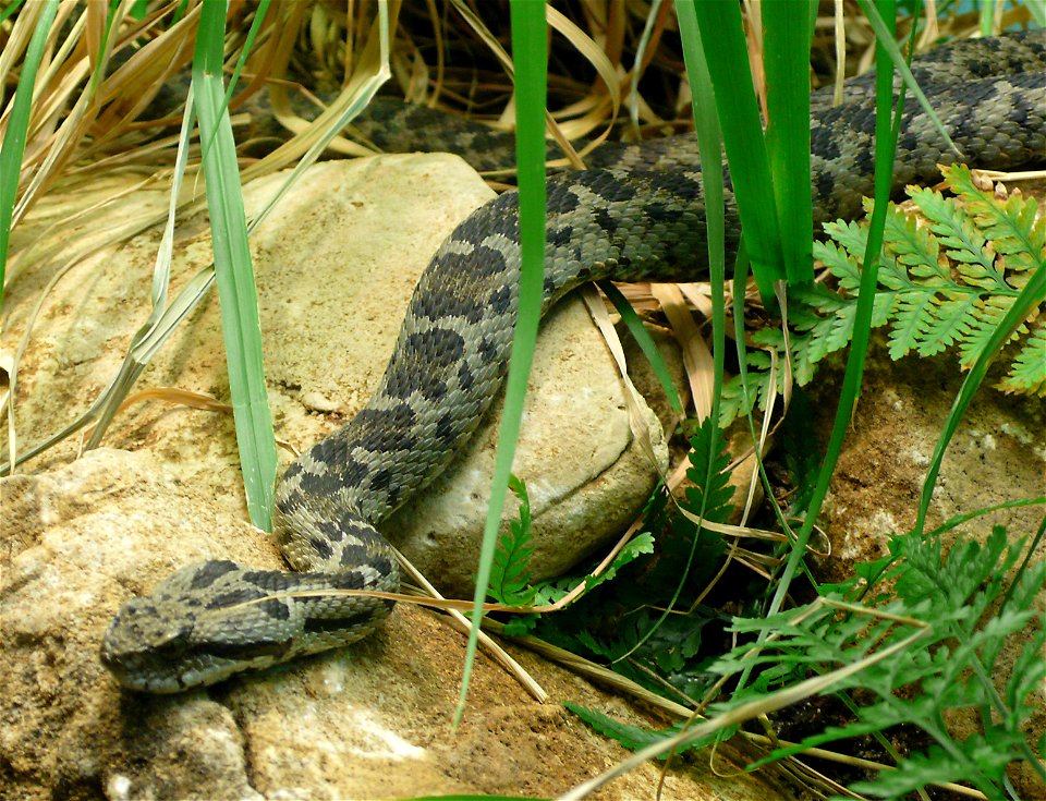 Bolkar Viper (Vipera bulgardaghica)