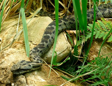Bolkar Viper (Vipera bulgardaghica)