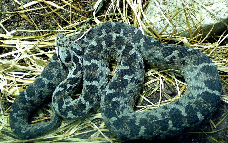 Bulgardagh viper or sometimes called a Bolkar Viper (Vipera bulgardaghica or Montivipera bulgardaghica)