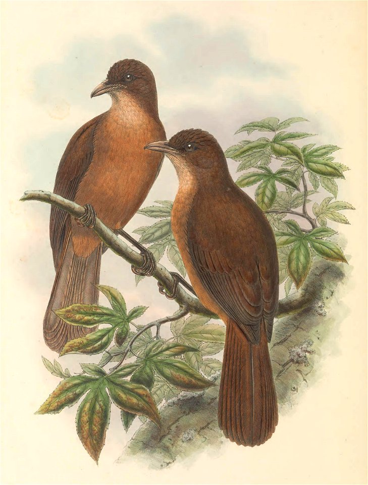 Rectes leucorhynchus = Pseudorectes ferrugineus leucorhynchus - The birds of New Guinea and the adjacent Papuan islands : including many new species recently discovered in Australia. v.1 (Plate L