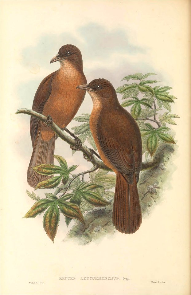 Rectes leucorhynchus = Pseudorectes ferrugineus leucorhynchus - The birds of New Guinea and the adjacent Papuan islands : including many new species recently discovered in Australia. v.1 (Plate L