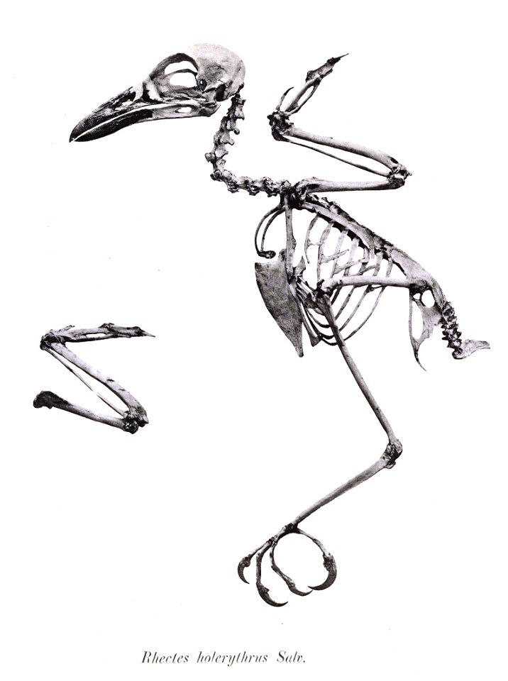 Rhectes holerythrus = Pseudorectes ferrugineus holerythrus