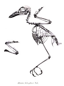Rhectes holerythrus = Pseudorectes ferrugineus holerythrus