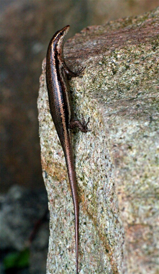 Mabuya sechellensis ("Seychelles skink") in Curieuse Island, Seychelles