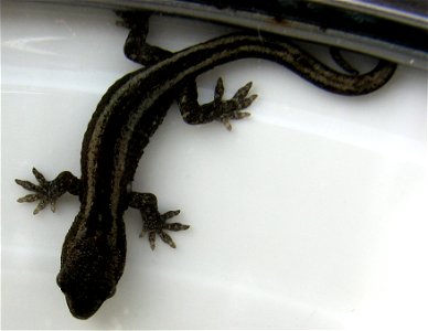 Macro of a juvenile gecko captured and released in a Wellington suburban garden, most likely the New Zealand common gecko Hoplodactylus maculatus. The juvenile form lacks the strong colouration of the