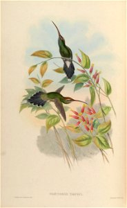 Phaethornis yaruqui