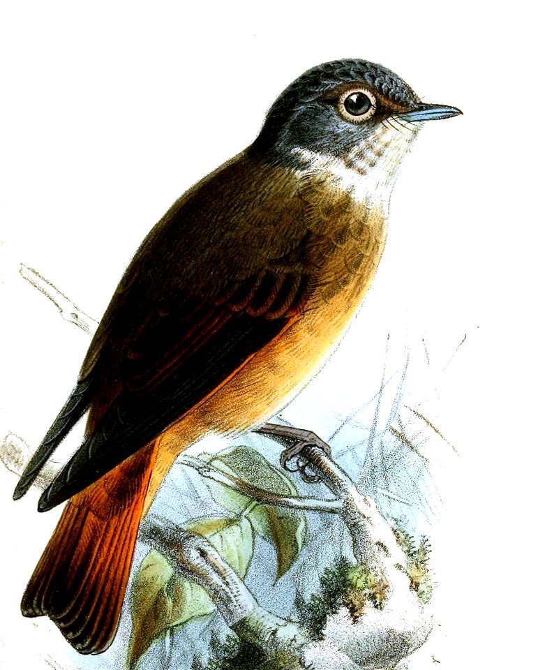 Hemichelidon cinereiceps = Muscicapa ferruginea