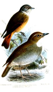 Hemichelidon cinereiceps = Muscicapa ferruginea
Rhinomyias gularis