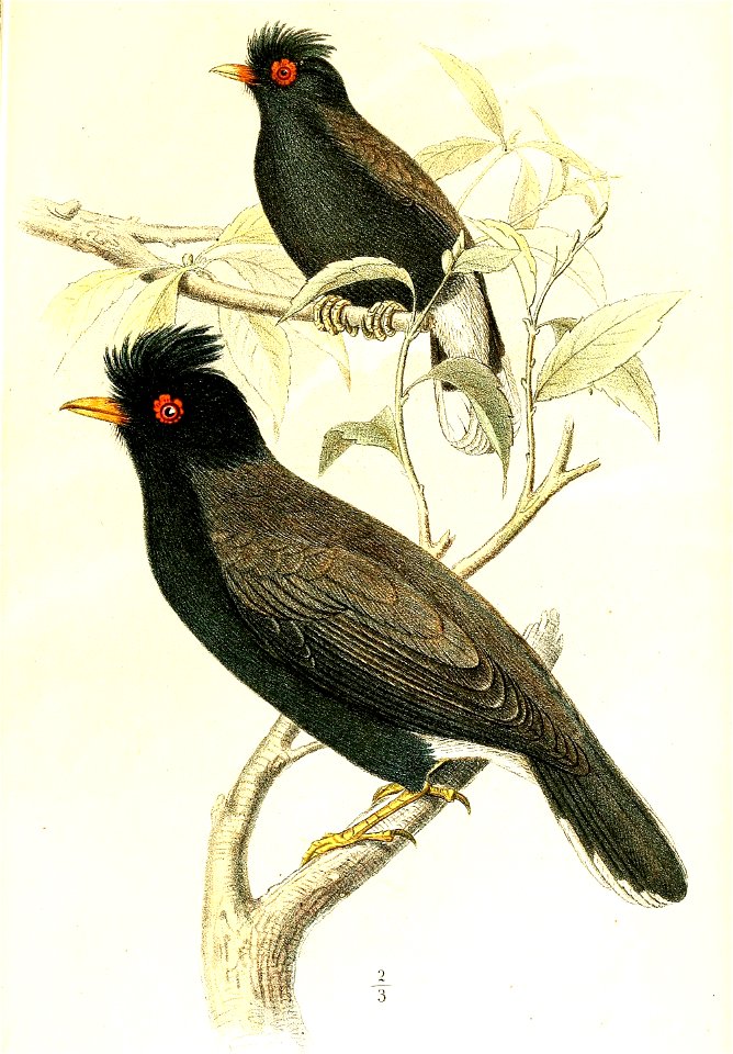 English:  « Prionops graculinus » = Prionops retzii graculinus (Subspecies of Retz's helmetshrike)Français :  « Prionops graculinus » = Prionops retzii gra