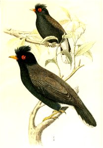 English:  « Prionops graculinus » = Prionops retzii graculinus (Subspecies of Retz's helmetshrike)Français :  « Prionops graculinus » = Prionops retzii gra