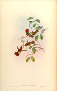 Lophornis reginae = Lophornis stictolophus [1]